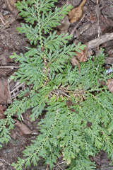 Selaginella convoluta