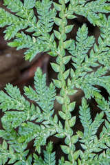 Selaginella convoluta