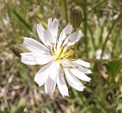 Ixeris strigosa