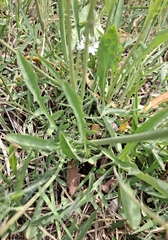 Ixeris strigosa