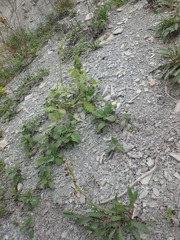 Salvia ringens