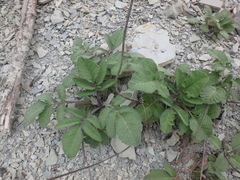 Salvia ringens