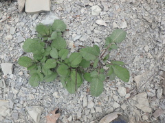 Salvia ringens