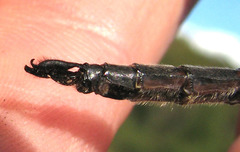 Somatochlora williamsoni