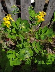 Chelidonium majus