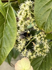 Bombus