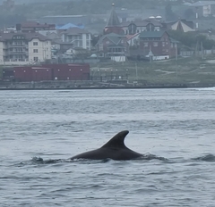 Tursiops truncatus ponticus