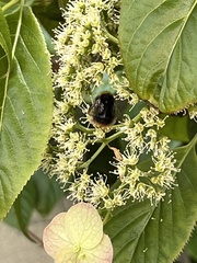 Bombus