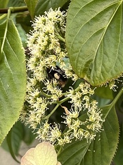 Bombus