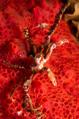 Achaeopsis spinulosa