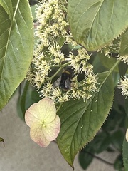 Bombus