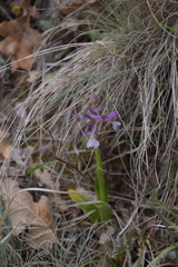 Anacamptis morio