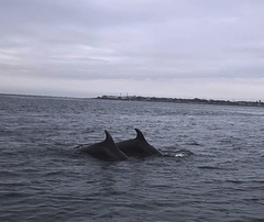 Tursiops truncatus ponticus