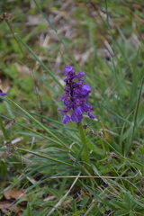 Anacamptis morio