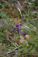 Anacamptis morio