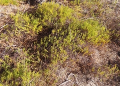 Pteronia tenuifolia