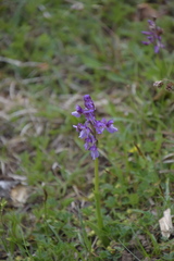 Anacamptis morio