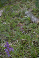 Anacamptis morio