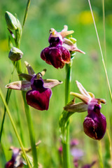Ophrys helenae