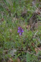 Anacamptis morio