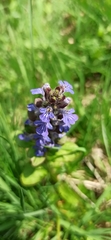 Ajuga reptans