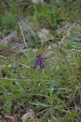 Anacamptis morio