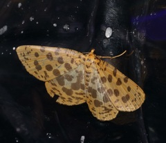 Euryobeidia largeteaui