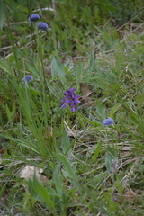 Anacamptis morio