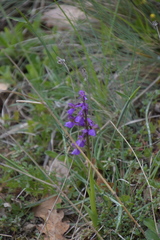 Anacamptis morio