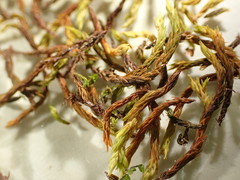 Racomitrium aquaticum