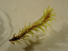 Racomitrium aquaticum