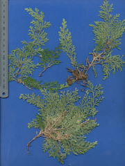 Selaginella convoluta