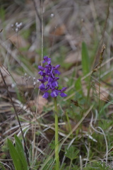 Anacamptis morio