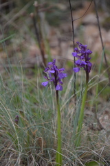 Anacamptis morio