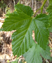 Rubus crataegifolius