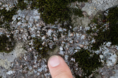 Punctelia stictica