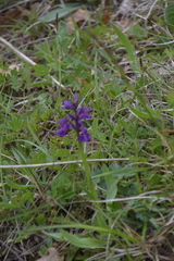 Anacamptis morio