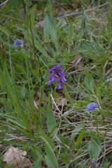 Anacamptis morio