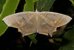Thinopteryx nebulosa