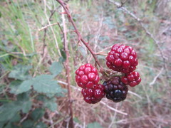 Rubus affinis