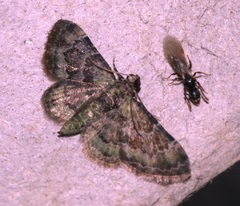 Gymnoscelis taprobanica