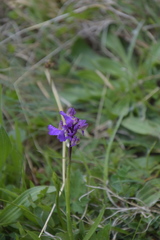 Anacamptis morio