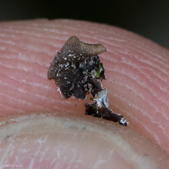 Punctelia stictica