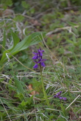 Anacamptis morio
