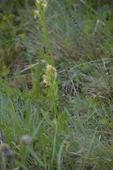 Dactylorhiza sambucina