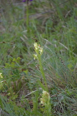 Dactylorhiza sambucina