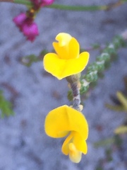 Aspalathus intervallaris