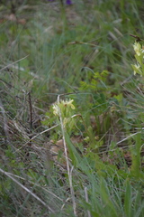 Dactylorhiza sambucina