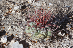 Thelocactus hexaedrophorus