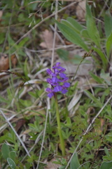 Anacamptis morio